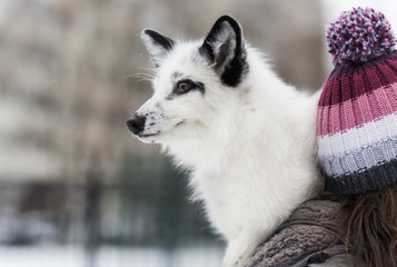 Naklejka premium White Fox in the snow