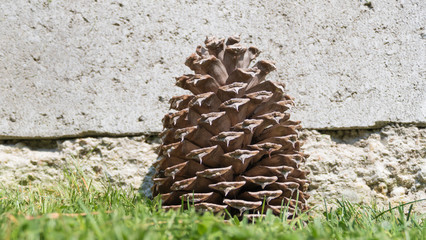 A detail of a huge brown cone leaning against the gray wall during lovely spring time in the garden - botanic garden - park lying on the green grass