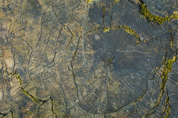 Wooden pattern of annual growth rings on a tree trunk.