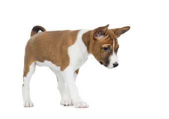 puppy Basenji in a rack on a white background