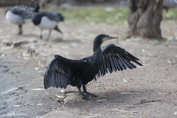 great cormorant at the zoo