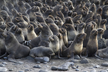 group of young northern fur seal rookery on autumn day