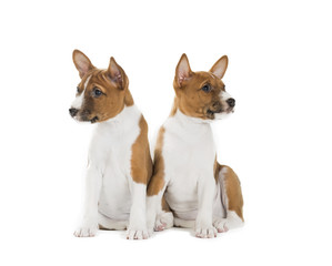 two puppies Basenji isolated on white background