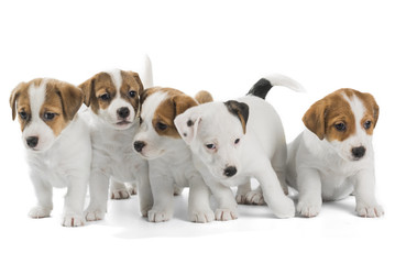 five puppies Jack Russell Terrier isolated on white background