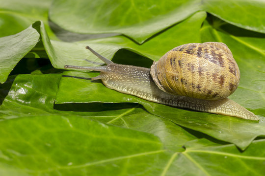 Garden snail crossing over green ivy leaves