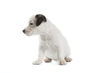 Jack Russell Terrier puppy isolated on white background
