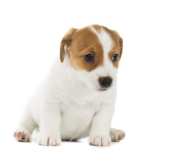 Jack Russell Terrier puppy isolated on white background