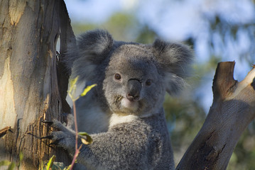 Australia, Zoology © fotofritz16