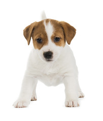 Jack Russell Terrier puppy isolated on white background