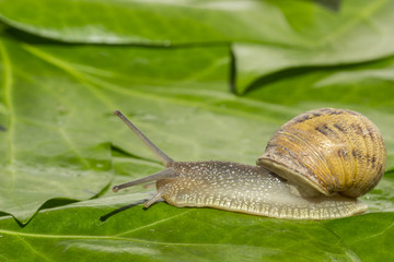 Garden snail over green leaves