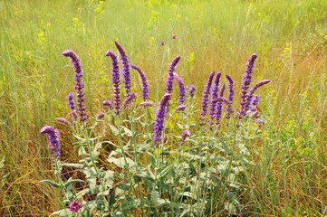 Medicinal herb sage to meadow
