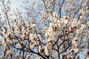 apricot blossom