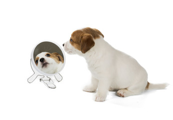 Jack Russell Terrier mirror