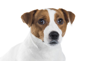 portrait of Jack Russell Terrier
