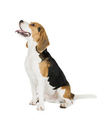 Beagle on white background