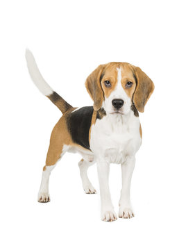 Beagle On White Background