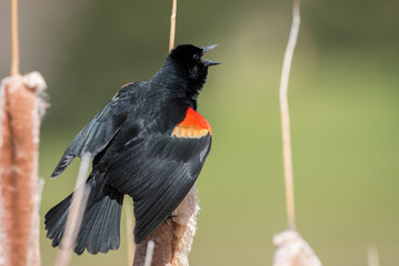 Red-winged Blackbird on cattail