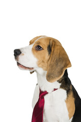 cute beagle dog isolated on white background