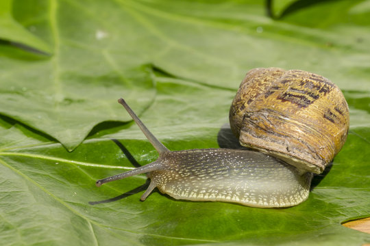 Land snail at garden