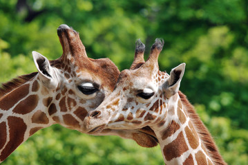 Fototapeta premium The giraffe (Giraffa camelopardalis) is an African even-toed ungulate mammal, the tallest of all extant land-living animal species, and the largest ruminant.