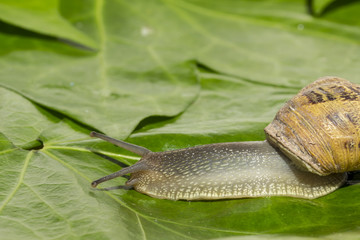 Detail of land snail at garden