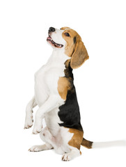 cute beagle dog isolated on white background