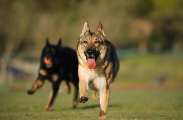 Two German Shepherds running through a grass field with one of them leading the way