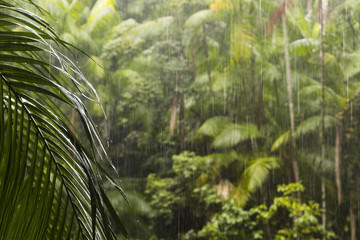 rain in forest