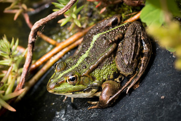 grenouille
