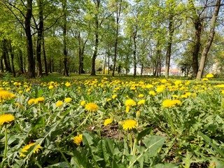 Meadow with many dandelions and deciduous trees
