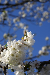 Cerisier en fleur au printemps