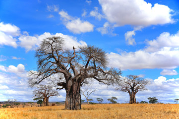 Baobab ou boab, boaboa, arbre à bouteille, arbre à l& 39 envers et arbre à pain de singe Le parc national de Tarangire est le sixième plus grand parc national de Tanzanie après Ruaha, Serengeti, Mikumi, Katavi et Mkomazi