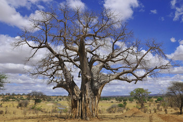 Baobab oder Boab, Boaboa, Flaschenbaum, Upside-Down-Baum und Affenbrotbaum Der Tarangire-Nationalpark ist nach Ruaha, Serengeti, Mikumi, Katavi und Mkomazi . der sechstgrößte Nationalpark in Tansania