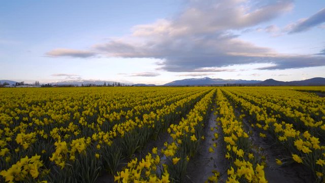 Field of beautiful yellow daffodils. Blooming daffodils in spring.