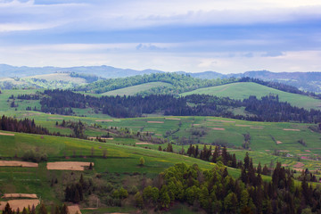 Naklejka premium landscape of a Carpathians mountains with fir-tree and grassy va