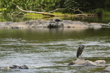 heron on a rock
