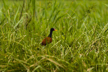 bird in grass
