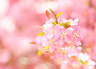 Fototapeta na wymiar Spring Blossom. Beautiful Pink Flowers in Springtime