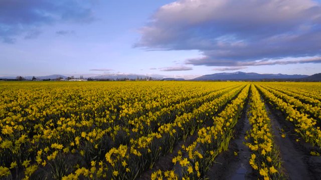 Field of beautiful yellow daffodils. Blooming daffodils in spring.