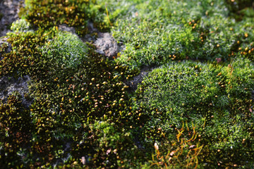 Green mosses on rock
