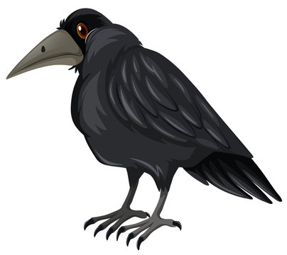 Black crow standing on white background