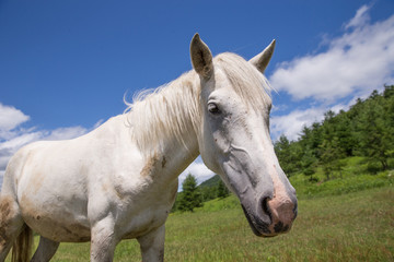 Obraz na płótnie Canvas 北海道の馬