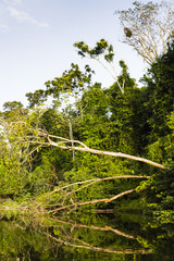 Fototapeta premium trees along river