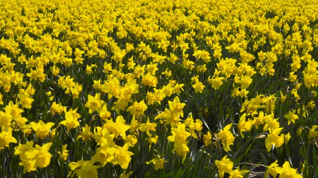 Field of beautiful yellow daffodils. Blooming narcissus in spring.
