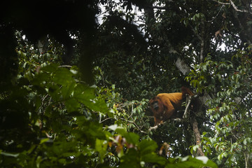 Fototapeta premium howler monkey in tree