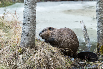castor Canadensis climbing on to grassy edge of beaver pond