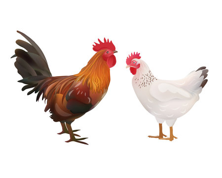 Realistic Rooster and Hen Picture. Vector Illustration or Icon
