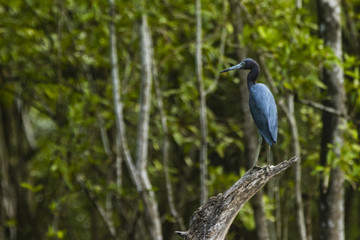 blue heron on tree trunk