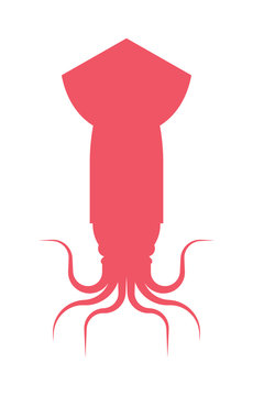 Vector Squid cartoon marine illustration. 