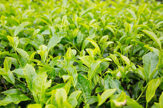 Tea bushes mountain plantation Cameron Highland, Malaysia